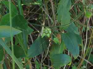 Corkystem passionflower(Passiflora suberosa)