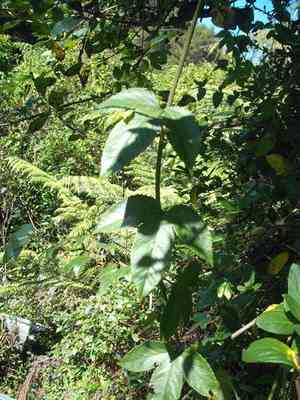 Banana passionflower(Passiflora tarminiana)