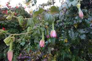 Banana passionflower(Passiflora tarminiana)