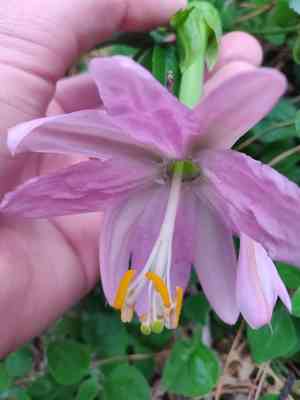 Banana passionflower(Passiflora tarminiana)