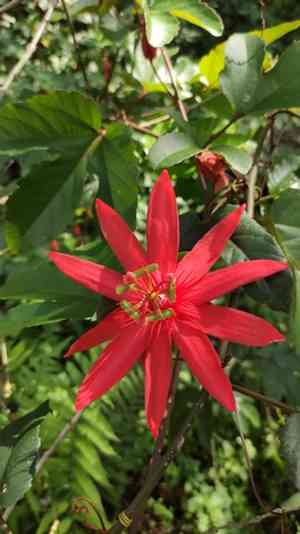 Perfumed passionflower(Passiflora vitifolia)