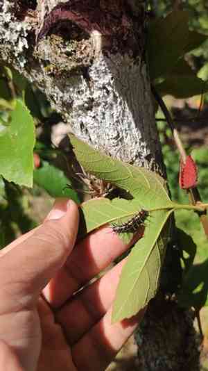 Perfumed passionflower(Passiflora vitifolia)