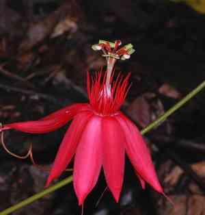 Perfumed passionflower(Passiflora vitifolia)