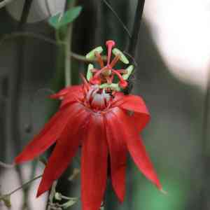 Perfumed passionflower(Passiflora vitifolia)