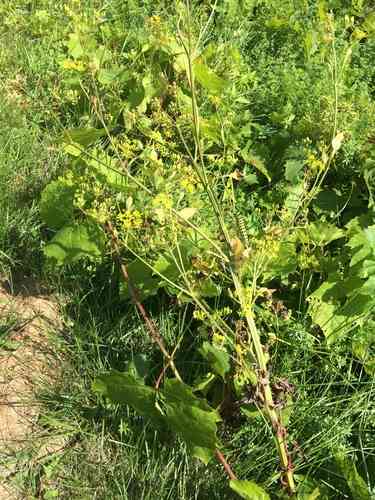 Parsnip(Pastinaca sativa)