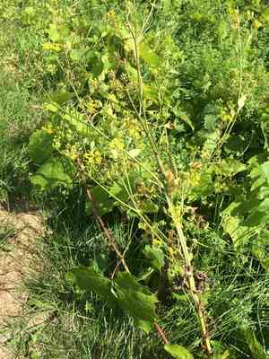 Parsnip(Pastinaca sativa)