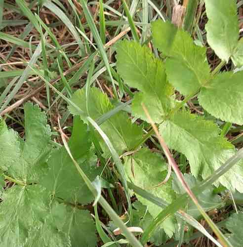 Parsnip(Pastinaca sativa)