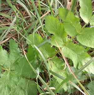 Parsnip(Pastinaca sativa)