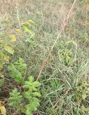 Parsnip(Pastinaca sativa)