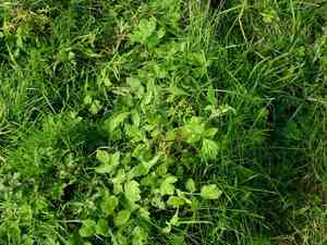 Parsnip(Pastinaca sativa)