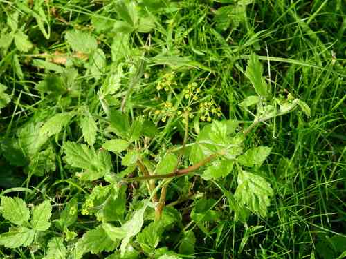 Parsnip(Pastinaca sativa)