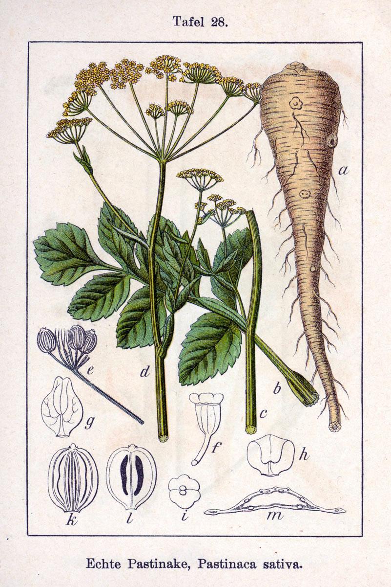 Parsnip