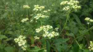 White patrinia(Patrinia villosa)