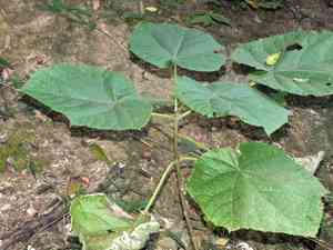 Dragon tree(Paulownia fortunei)