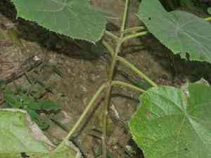 Dragon tree(Paulownia fortunei)