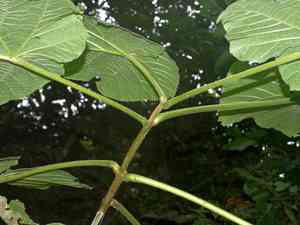 Dragon tree(Paulownia fortunei)