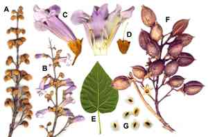 Paulownia (Paulownia)(Paulownia)