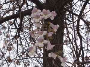 Paulownia (Paulownia)(Paulownia)