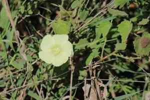 Pavonia burchellii(Pavonia burchellii)