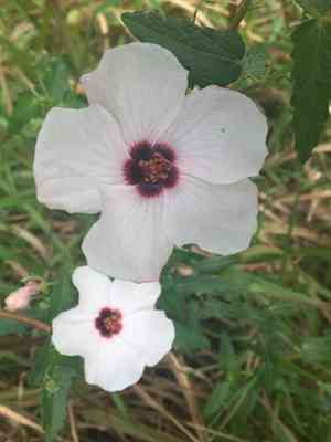 Spearleaf swampmallow(Pavonia hastata)