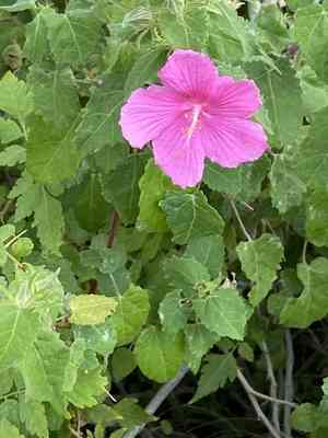 Texas Swamp-Mallow(Pavonia lasiopetala)