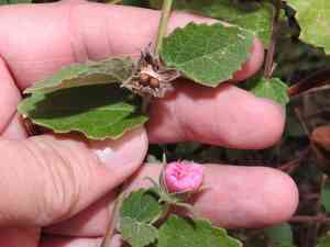 Texas Swamp-Mallow(Pavonia lasiopetala)
