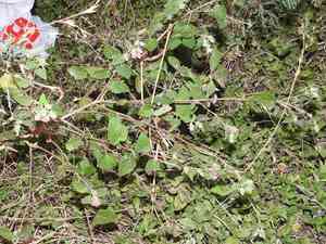 Texas Swamp-Mallow(Pavonia lasiopetala)