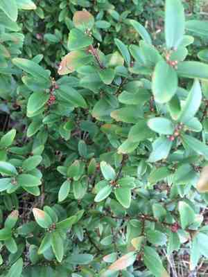Oregon Boxleaf(Paxistima myrsinites)