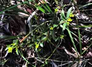 Oregon Boxleaf(Paxistima myrsinites)