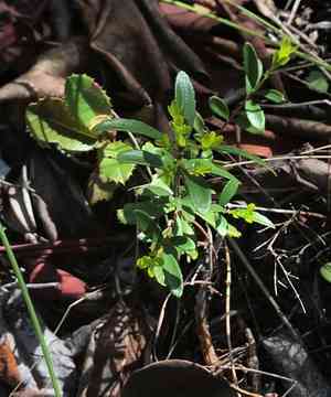 Oregon Boxleaf(Paxistima myrsinites)