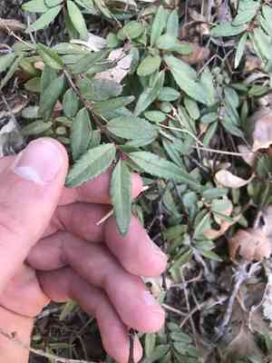 Oregon Boxleaf(Paxistima myrsinites)