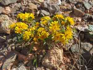 Lemonscent(Pectis angustifolia)