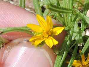 Lemonscent(Pectis angustifolia)