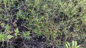 Sanddune chinchweed(Pectis glaucescens)