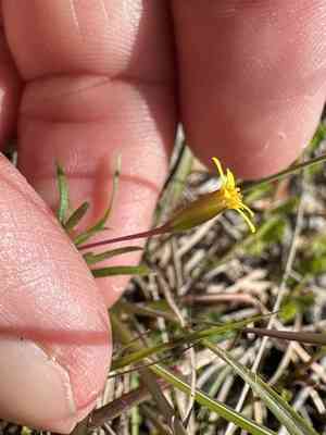 Sanddune chinchweed(Pectis glaucescens)