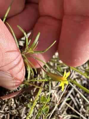 Sanddune chinchweed(Pectis glaucescens)