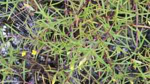 Sanddune chinchweed(Pectis glaucescens)