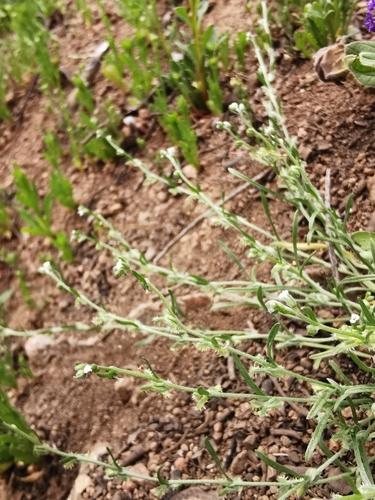 Sagebrush combseed (Pectocarya linearis) Care Guide: Pests, Diseases ...