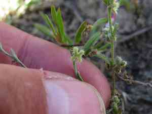 Sleeping combseed (Pectocarya penicillata) Care Guide: Pests, Diseases ...