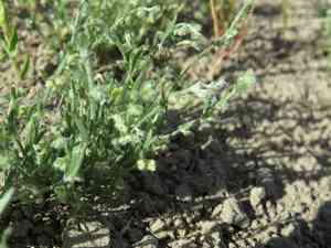 Sleeping combseed (Pectocarya penicillata) Care Guide: Pests, Diseases ...