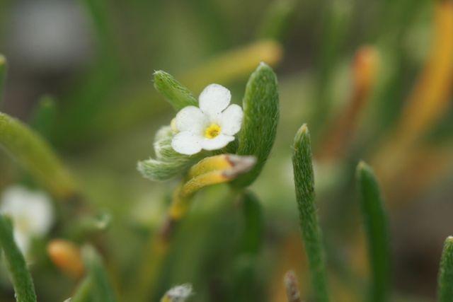 Sleeping combseed (Pectocarya penicillata) Care Guide: Pests, Diseases ...