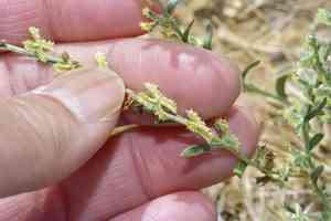 Broadfruit combseed(Pectocarya platycarpa)