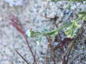 Broadfruit combseed(Pectocarya platycarpa)