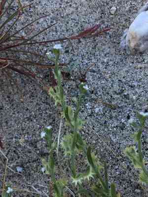 Broadfruit combseed(Pectocarya platycarpa)