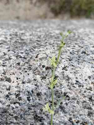 Broadfruit combseed(Pectocarya platycarpa)