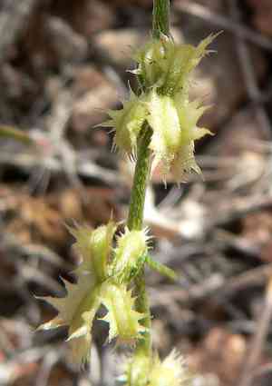 How to Prune Broadfruit combseed: Complete Pruning Guide | ForwardPlant