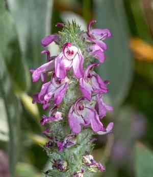 Little elephantshead(Pedicularis attollens)