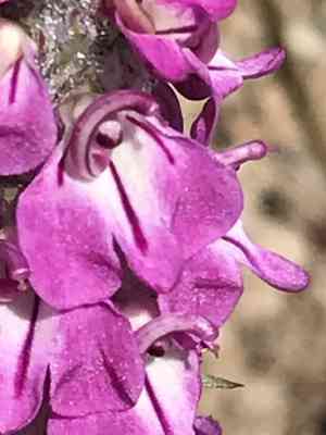 Little elephantshead(Pedicularis attollens)