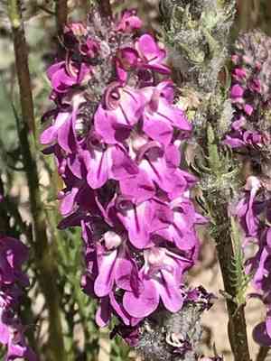 Little elephantshead(Pedicularis attollens)