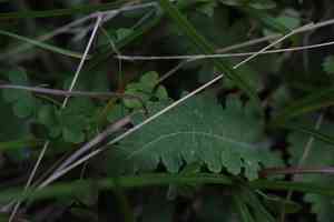 Canadian Lousewort(Pedicularis canadensis)